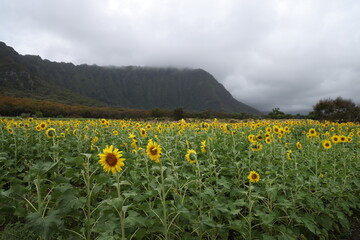 sunflower field