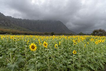 Sunflower field