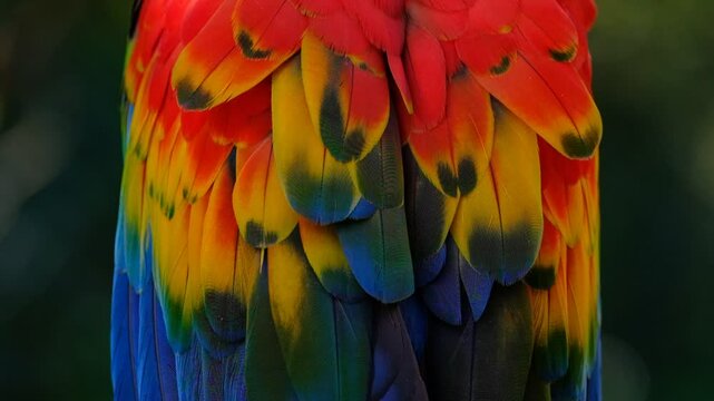 red and yellow macaw, scarlet macaw wings
