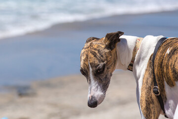 Brindle Whippet dog looking at the camera on a sunny beach
