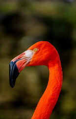 Striking Red Orange American Flamingo with an Elegant Neck and Bold Beak Reflecting Majesty in a Vibrant Portrait of Poise and Grace Under Warm Light
