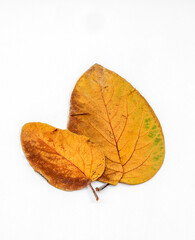 set of dried leaves on a white background
