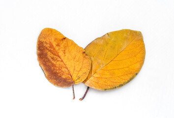 set of dried leaves on a white background