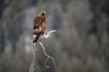 Golden eagle  (Aquila chrysaetos) in tree