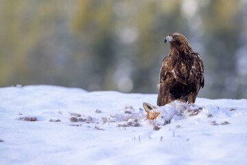 Golden eagle  (Aquila chrysaetos) feeding on dead fox