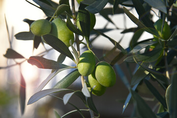 Olive tree branch, young green olives arranged in a row close-up on blurred foliage and blue sky background. Sunlit fruits and green leaves on a branch. Fresh harvest in a Greek garden. Healthy food.
