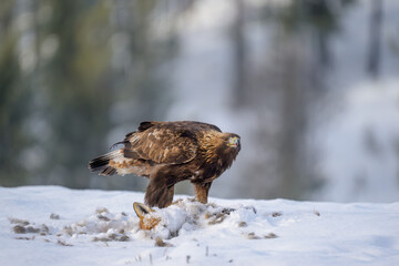Golden eagle  (Aquila chrysaetos) feeding on dead fox