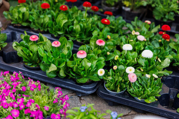 Close-up detail fresh green pink bellis daisy flower in basket flowerpot on sale rack in floral shop store. Seasonal easter spring garden plant supermarket. Gardening landscaping design concept © Kyryl Gorlov