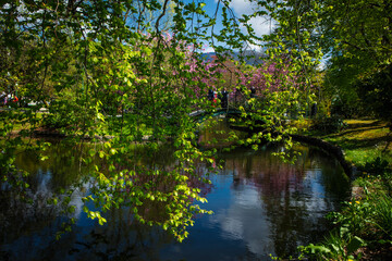 Cherry Blossom in Bergen Norway