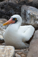 Tier- und Vogelwelten der Galapagos Inseln 