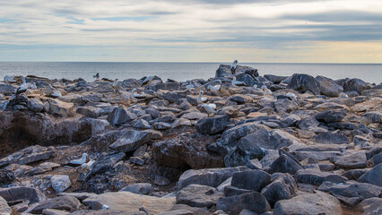 Tier- und Vogelwelten der Galapagos Inseln 