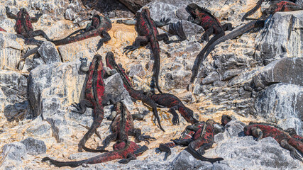 Tier- und Vogelwelten der Galapagos Inseln 