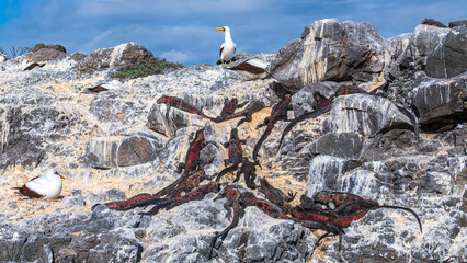 Tier- und Vogelwelten der Galapagos Inseln 