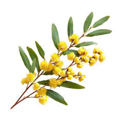 Wattle isolated on transparent background, PNG