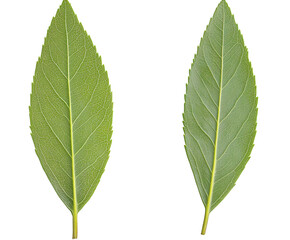 Fototapeta premium Two green leaves symbolizing nature and life isolated on a white background PNG transparent.