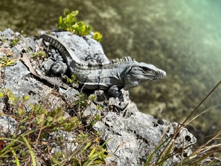 Black Spiny Tailed Iguana basking in the ocean front sun in the Riviera Maya at Xcaret Park in Playa del Carmen. Native to Mexico and Central America. Found in beach and jungle terrain.  