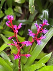 Stunning tropical flora native to the Yucatan peninsula in Mexico.  Orchids, air plants and Bromeliads, bright colors like pink, purple and yellow. Common and rare, endangered plant and flower types.