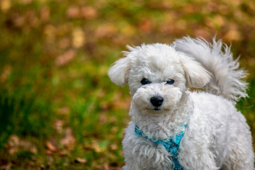 Happy Bichon Frise Dog in Autumn Park with Yellow Leaves