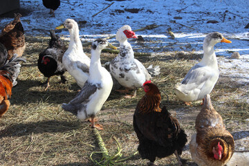 Colorful Rooster and Hens in a Traditional Farmyard