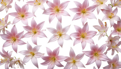 Fototapeta premium Small Floating Lily Flowers with Open Petals