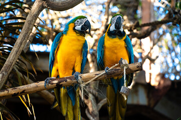 Two yellow-breasted macaws sit on a branch