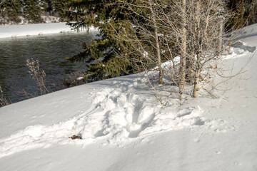 Moose trail  through the snow;  Grand Teton NP; Wyoming 