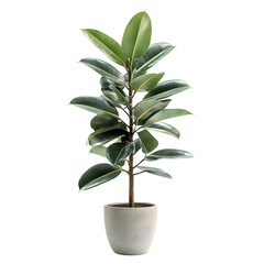 A Tall Potted Rubber Tree Plant with Large Glossy Leaves Isolated on Transparent Background
