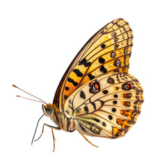 Fototapeta premium Fritillary isolated on transparent background, PNG