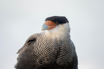 Crested caracara in Argentina, portrait of Caracara plancus