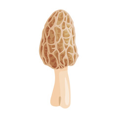 Morel mushroom. Edible forest mushroom icon. Hand drawn trendy flat style isolated icon on a transparent background Morchella dunensis fungus group engraved. Vector illustration