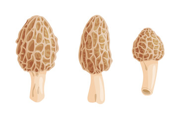 Morel mushrooms set. Edible forest mushroom icon. Hand drawn trendy flat style isolated icon on a transparent background Morchella dunensis fungus group engraved. Vector illustration