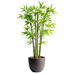 A Decorative Potted Bamboo Plant with Lush Green Leaves Isolated on Transparent Background
