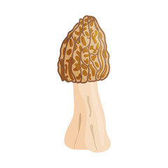 Morel mushroom. Edible forest mushroom icon. Hand drawn trendy flat style isolated icon on a transparent background Morchella fluvialis fungus group engraved. Vector illustration