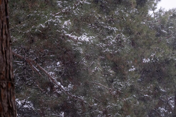 winter forest in the cold snow 