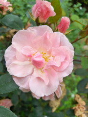 pink rose bush in the garden on spring