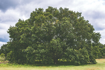 tree in field