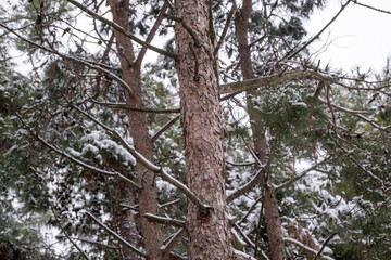 Obraz premium winter forest in the cold snow 