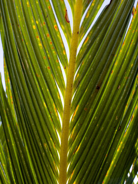 Textured green leaves of Nikau palm Rhopalostylis sapida illuminated by sunlight in a close up natural pattern