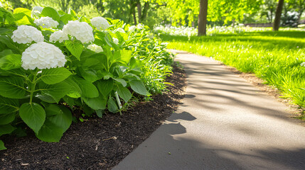 Obraz premium A beautiful garden path meanders through lush greenery, framed by clusters of white hydrangeas in full bloom. Sunlight dapples the scene, creating a tranquil atmosphere ideal for leisurely strolls