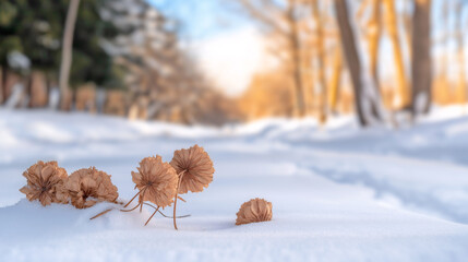 Obraz premium Delicate dried hydrangeas lie scattered in pristine snow, with a backdrop of a tranquil winter forest illuminated by warm golden sunlight filtering through the trees
