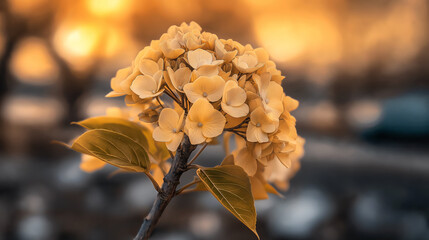 Tender green shoots sprout from blooming hydrangea flowers as sunlight filters through, creating a serene atmosphere of renewal and growth in a garden setting