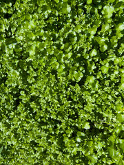 Vibrant green carpet of babys tears Soleirolia soleirolii forming a lush natural foliage background