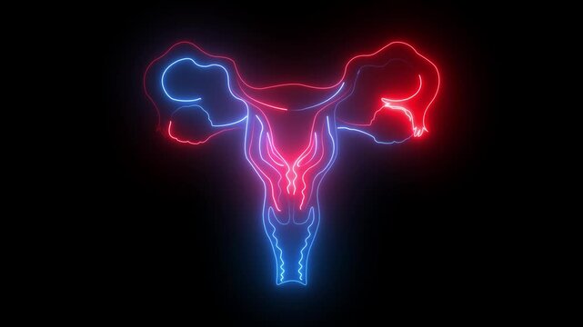 Female Reproductive System with Nervous System and Urinary Bladder Anatomy. Animation concept.