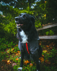 A large black dog stands proudly in front of a breathtaking natural backdrop, its sleek coat contrasting against the vibrant greenery. The expansive landscape of trees and open skies