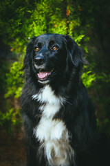 A large black dog stands proudly in front of a breathtaking natural backdrop, its sleek coat contrasting against the vibrant greenery. The expansive landscape of trees and open skies
