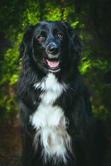 A large black dog stands proudly in front of a breathtaking natural backdrop, its sleek coat contrasting against the vibrant greenery. The expansive landscape of trees and open skies
