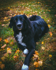 A large black dog stands proudly in front of a breathtaking natural backdrop, its sleek coat contrasting against the vibrant greenery. The expansive landscape of trees and open skies