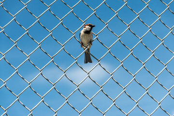 Sparrow on the Fence