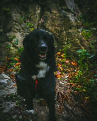 A large black dog stands proudly in front of a breathtaking natural backdrop, its sleek coat contrasting against the vibrant greenery. The expansive landscape of trees and open skies