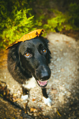 A large black dog stands proudly in front of a breathtaking natural backdrop, its sleek coat contrasting against the vibrant greenery. The expansive landscape of trees and open skies